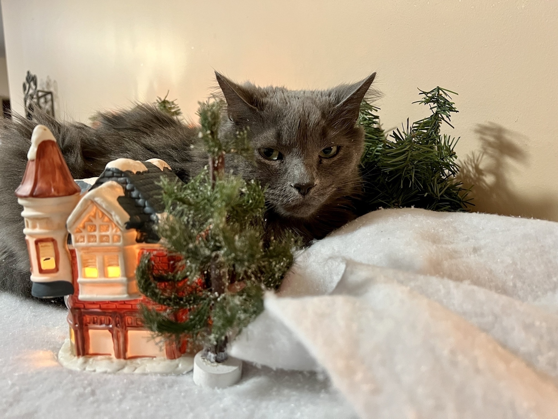 Grey cat looking at the camera, from on top of a piano, behind a tiny, decorative Christmas village, part of which he clearly moved / destroyed.