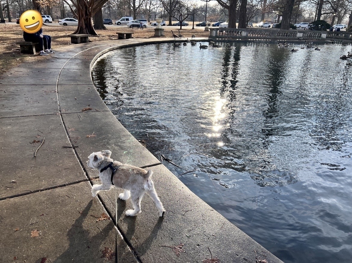 Dog on a leash in partial sun, exploring a human-made pond.