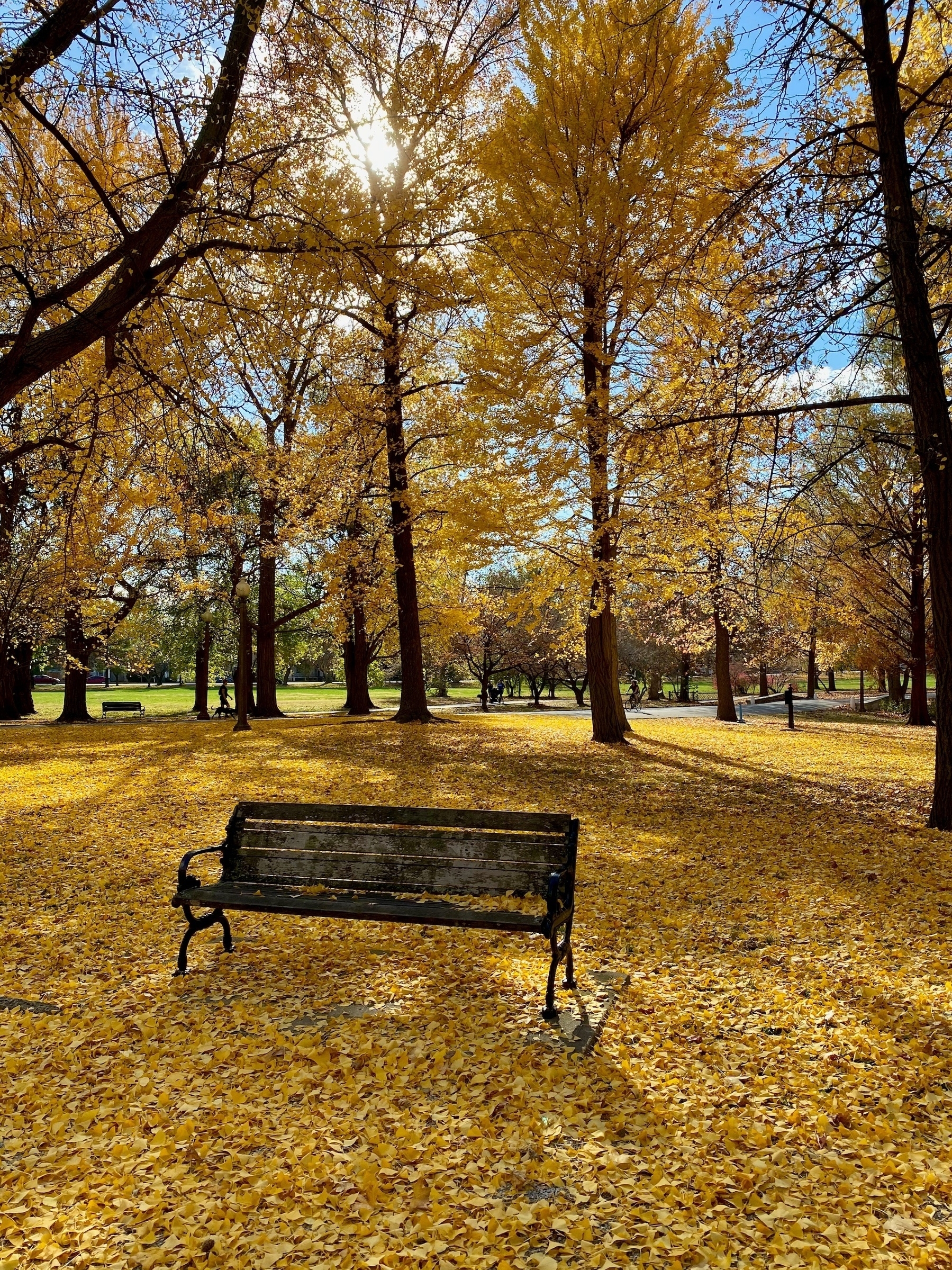Wooden bench in a park, with yellow leaves covering the ground and some on the bench. There is a paved trail in the background, with yellowing trees throughout the photo.