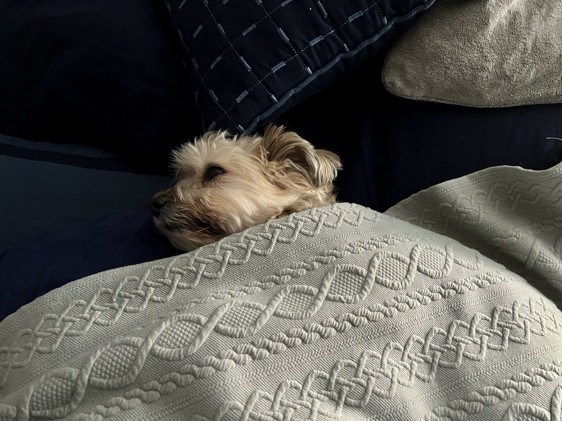 Dog with white fur, half asleep, tucked under a grey knit blanket.