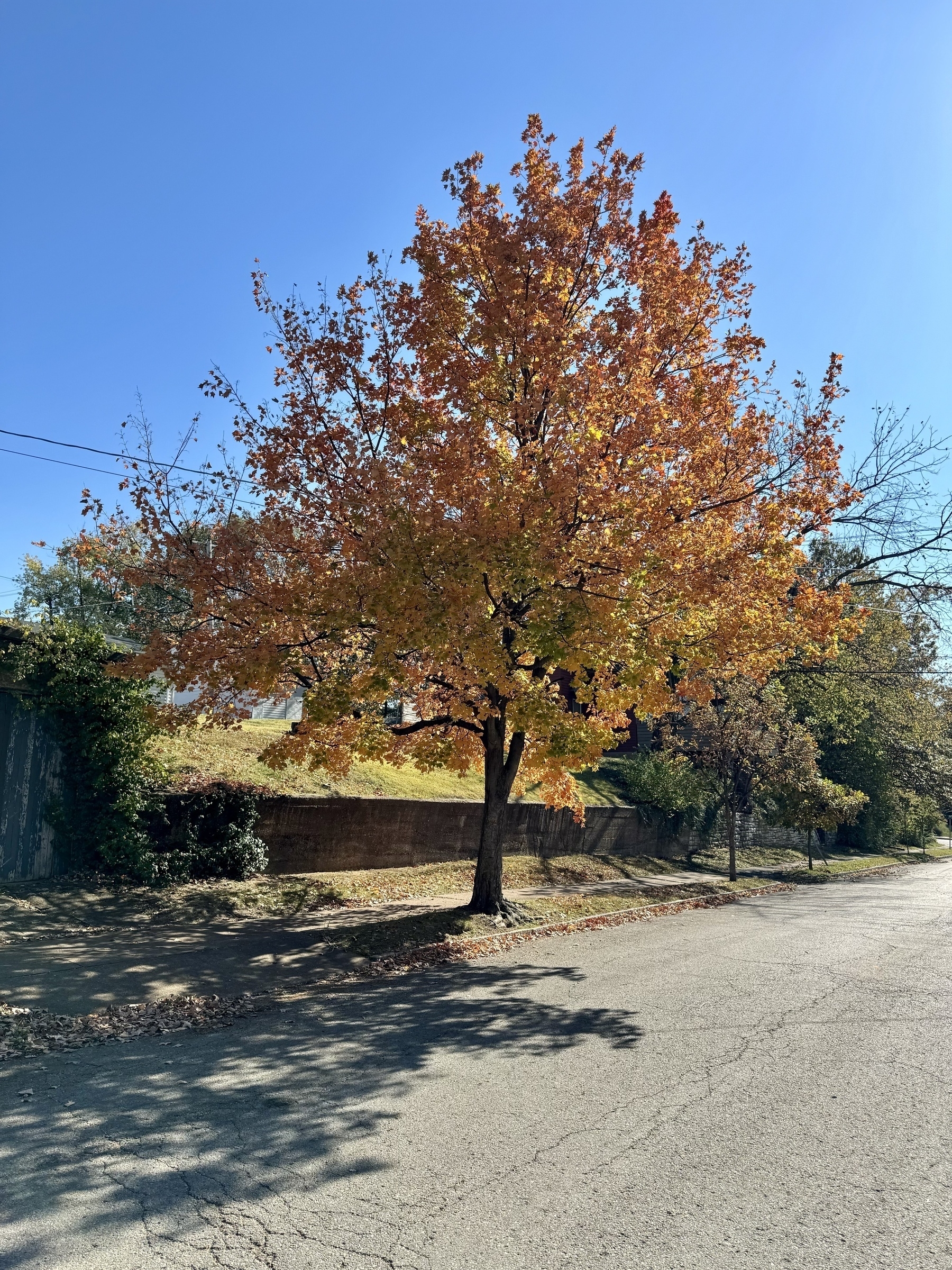 Tree with yellow and orange leaves, in front of an asphalt paved street.