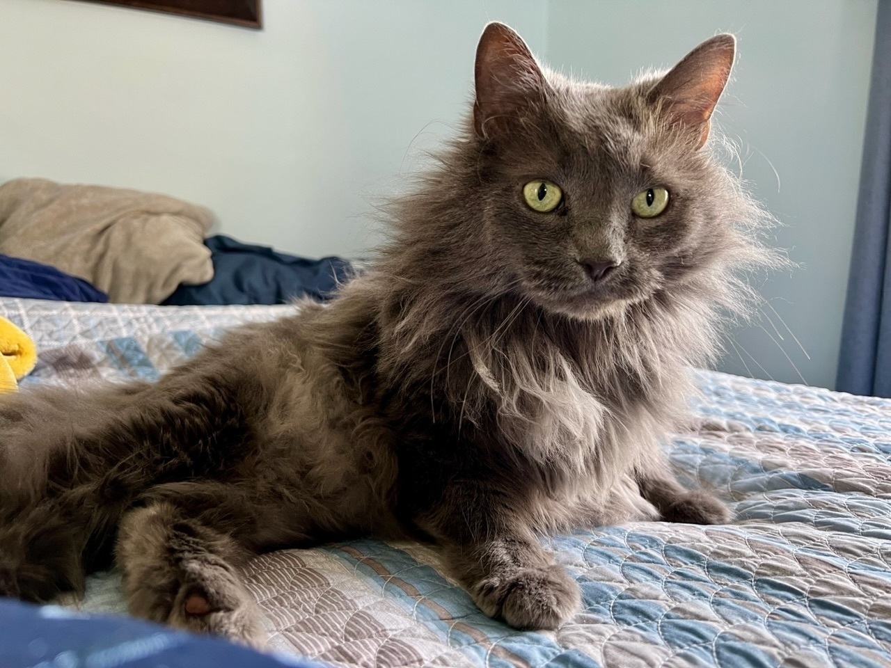 Grey long-haired cat (with a tuff of lighter fur on his chest), looking straight into the camera, with light yellow-green eyes.